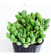 多肉植物^o^ カット苗5種セット+アーモンドネックレスetc. 多肉植物 ネックレスミニ苗 5種セット｜Yahoo!フリマ（旧PayPay